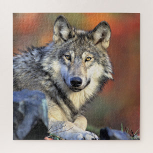 Wolfporträt