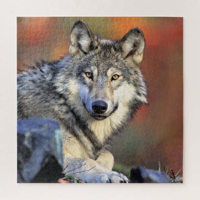 Wolfporträt (Vertikal)