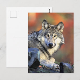 Wolfporträt Postkarte