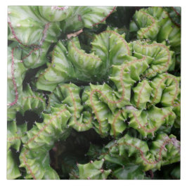 Wolfsmilch Fliese