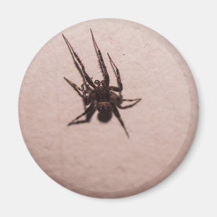 Wolfspinne Magnet