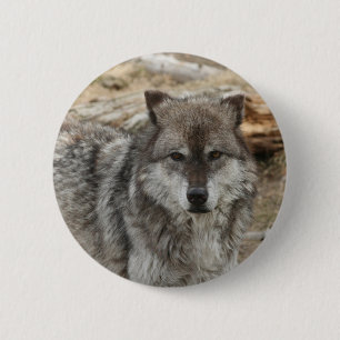 Wolftiergesicht mustert Hunde- WaldZoopark Button