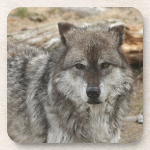 Wolftiergesicht mustert Hunde- WaldZoopark Getränkeuntersetzer