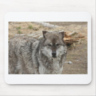 Wolftiergesicht mustert Hunde- WaldZoopark Mousepad