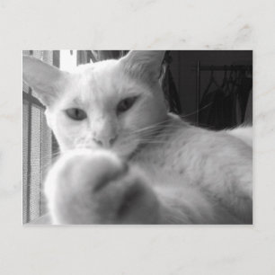 "Woll meine Paw?" Postkarte