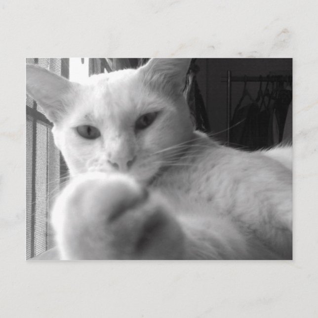 "Woll meine Paw?" Postkarte (Vorderseite)
