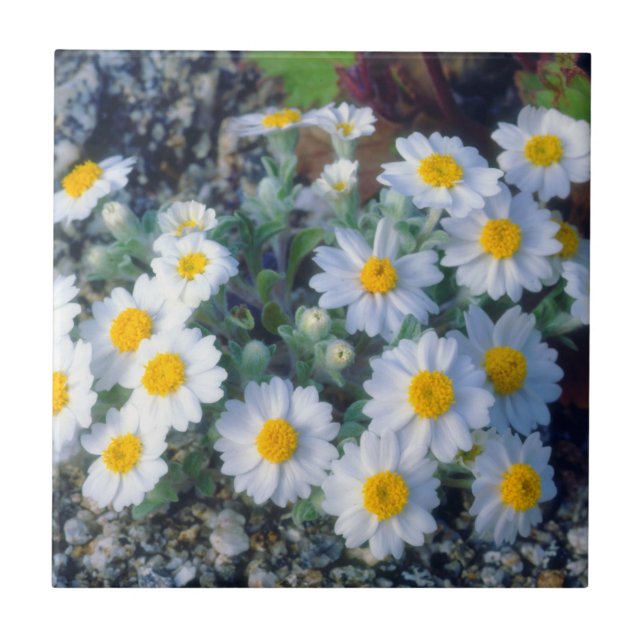 Wollige Daisy-Wildblumen Fliese (Vorderseite)
