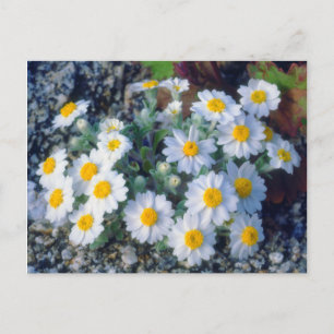Wollige Daisy-Wildblumen Postkarte
