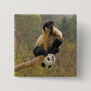 Wolong-Panda-Reservat, China, 2 1/2 Jahre alt Button