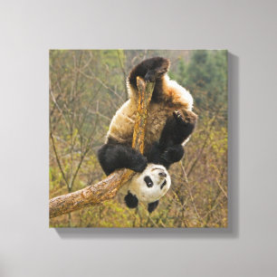 Wolong-Panda-Reservat, China, 2 1/2 Jahre alt Leinwanddruck