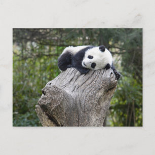 Wolong-Reservat, China, Baby-Panda schläft Postkarte
