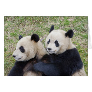 Wolong-Reservat, China, Riesenpanda umarmend