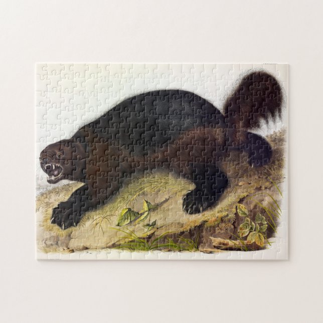 Wolverine oder Wolverene (Gulo gulo) von Audubon (Horizontal)