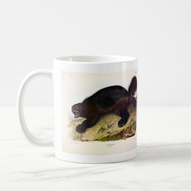 Wolverine oder Wolverene (Gulo gulo) von Audubon Kaffeetasse (Links)