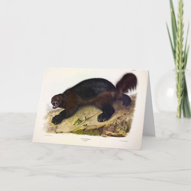Wolverine oder Wolverene (Gulo gulo) von Audubon Karte (Vorderseite)
