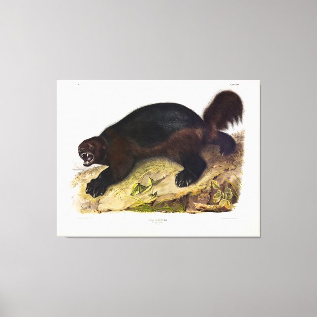 Wolverine oder Wolverene (Gulo gulo) von Audubon Leinwanddruck (Vorderseite)
