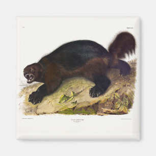 Wolverine oder Wolverene (Gulo gulo) von Audubon Magnet