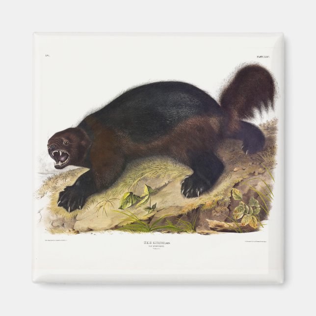 Wolverine oder Wolverene (Gulo gulo) von Audubon Magnet (Vorne)
