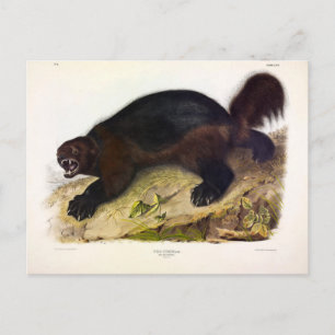 Wolverine oder Wolverene (Gulo gulo) von Audubon Postkarte