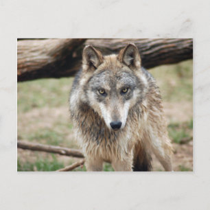 Wolves Gray Wolf Postcard Postkarte