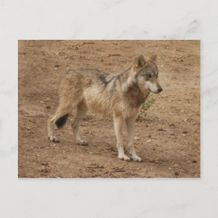 Wolves Gray Wolf Postcard Postkarte
