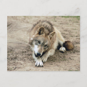 Wolves Gray Wolf Postcard Postkarte