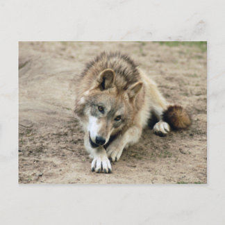 Wolves Gray Wolf Postcard Postkarte