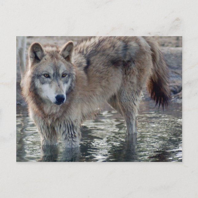 Wolves Gray Wolf Postcard Postkarte (Vorderseite)