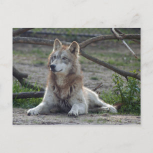 Wolves Gray Wolf Postcard Postkarte