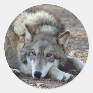 Wolves Gray Wolf Stickers