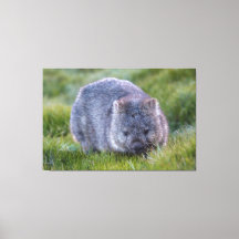 Wombat Animal Wildlife Tasmania Australien Grüne