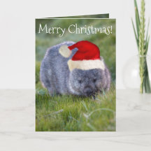 Wombat Australien Rote Weihnachtsmannmütze Frohe W
