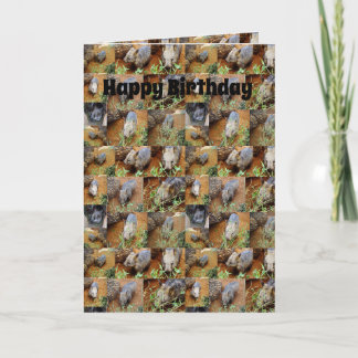 Wombat Foto Collage, Geburtstag Karte