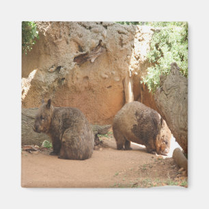 Wombat Himmel Magnet