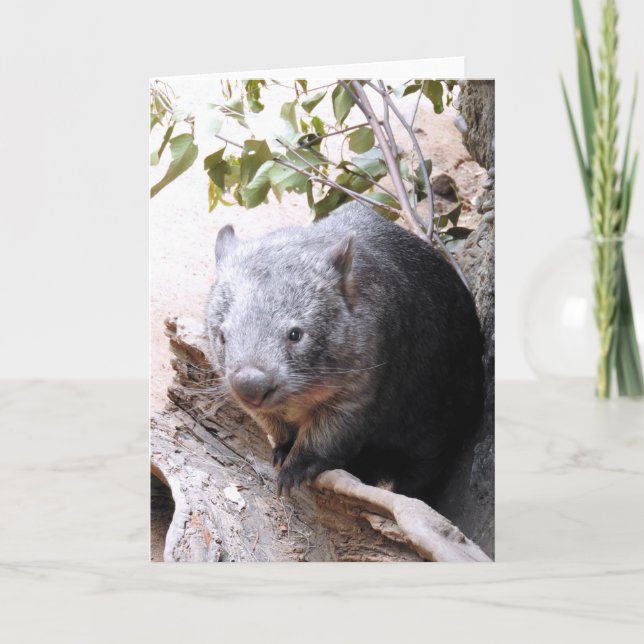 Wombat Karte (Vorderseite)