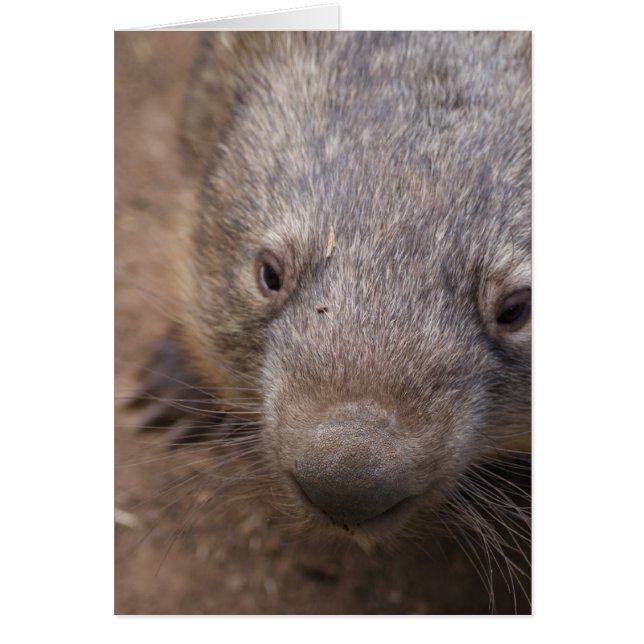 Wombat Kiss (Devant)