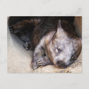 Wombat Postkarte
