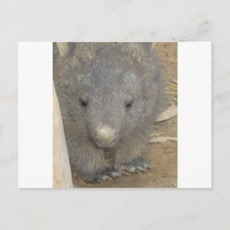 Wombat Postkarte