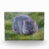 Wombat, Tasmanien, Australien