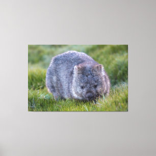 Wombat Tier Wildtiere Tasmanien Australien Grün Leinwanddruck