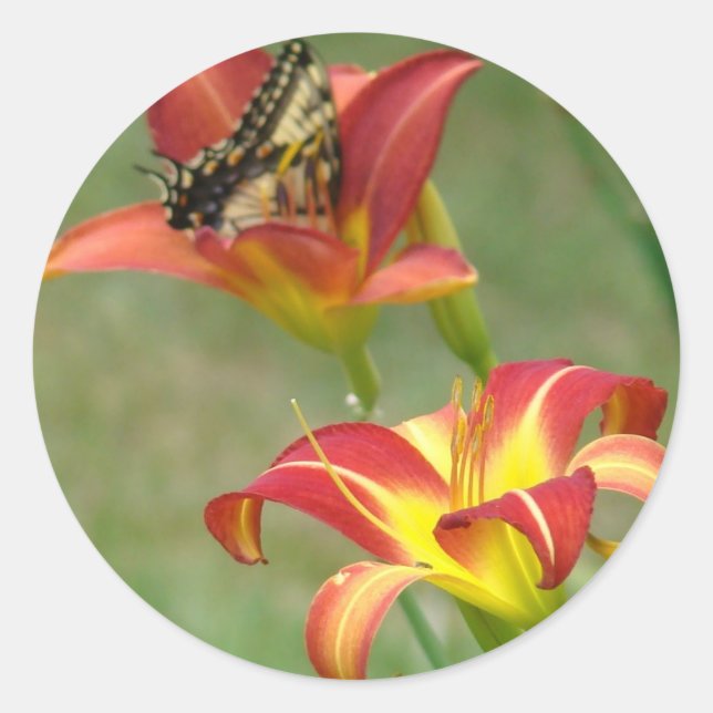 Wonders Beyond Sticker (Vorderseite)