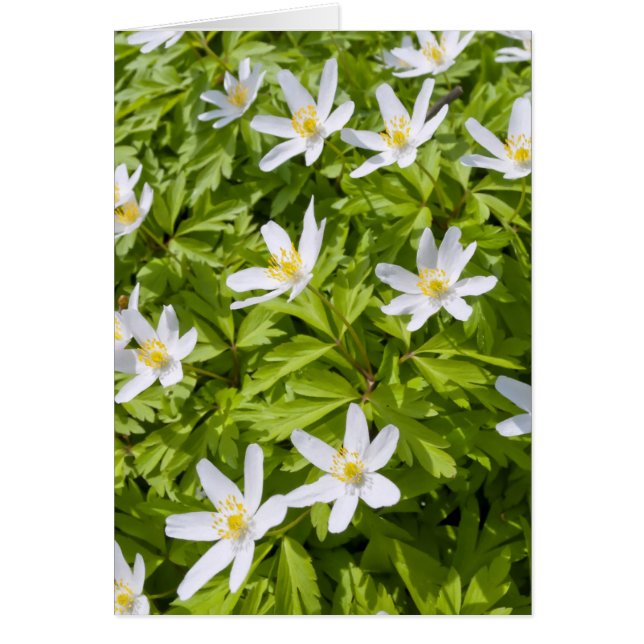 Wood Anemone (Vorne)
