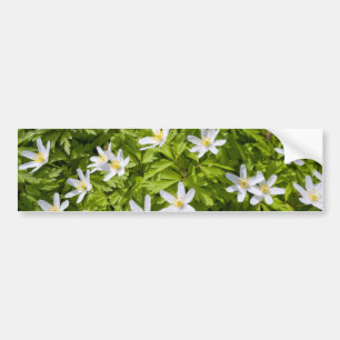 Wood Anemone Autoaufkleber