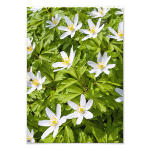 Wood Anemone Fotodruck