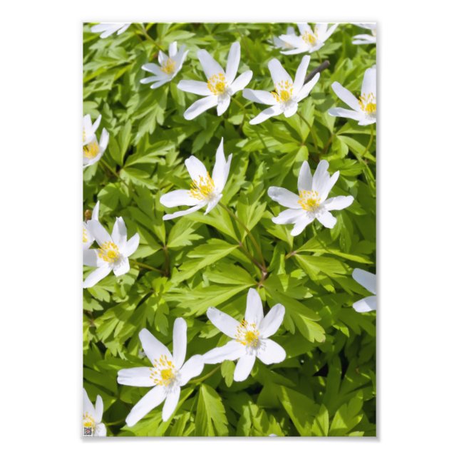 Wood Anemone Fotodruck (Vorne)