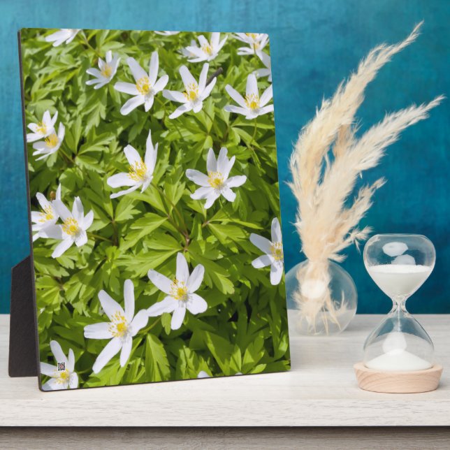 Wood Anemone Fotoplatte (Seite)