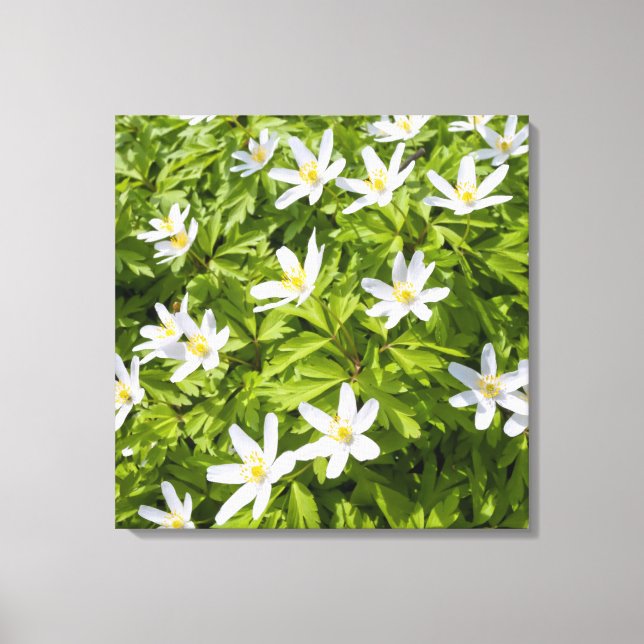 Wood Anemone Leinwanddruck (Vorderseite)
