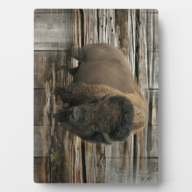 Wood Bison Fotoplatte (Vorderseite)