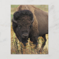 Wood Bison Postcard