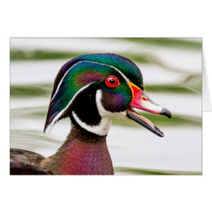 Wood Duck